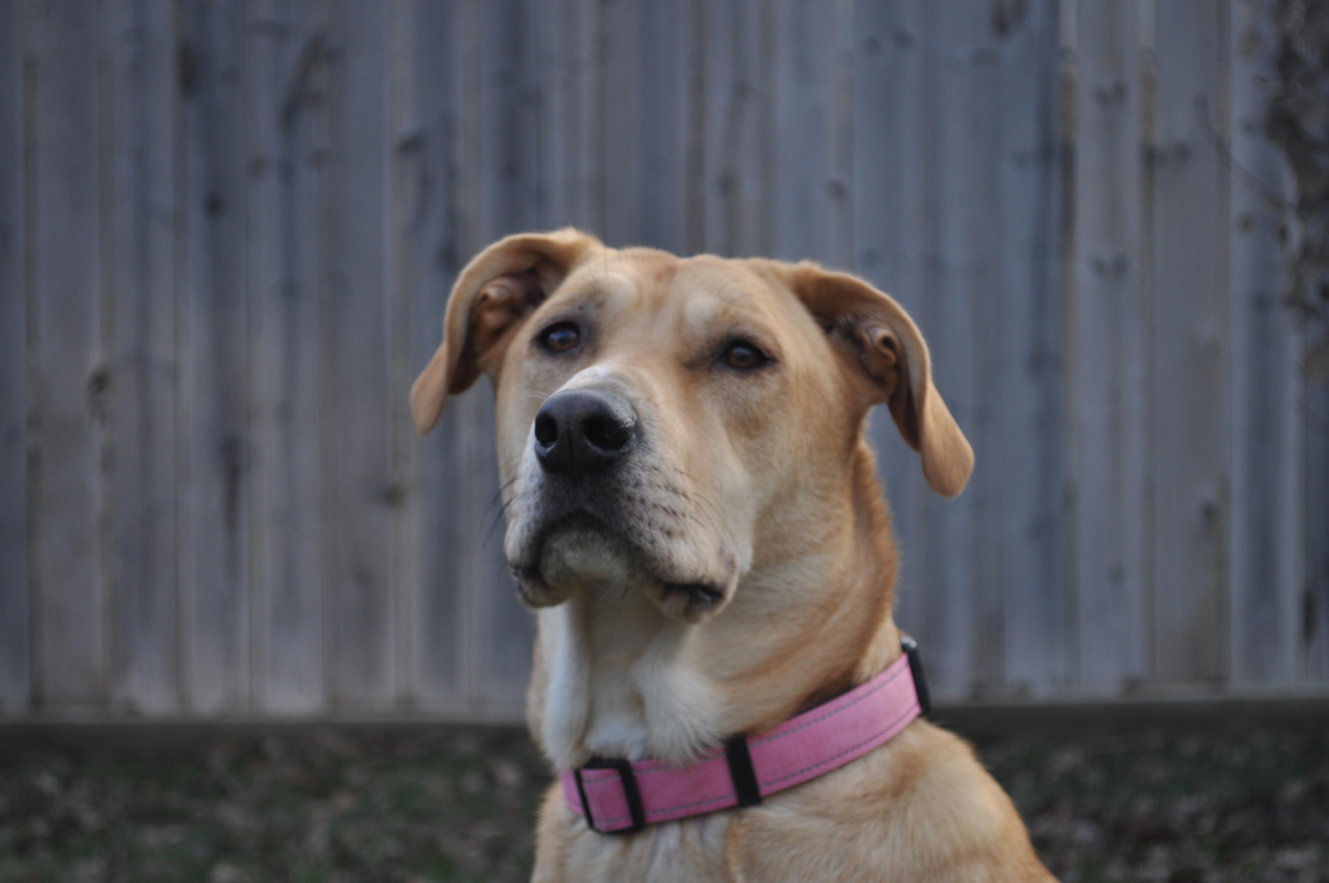 A dog on a blurry background