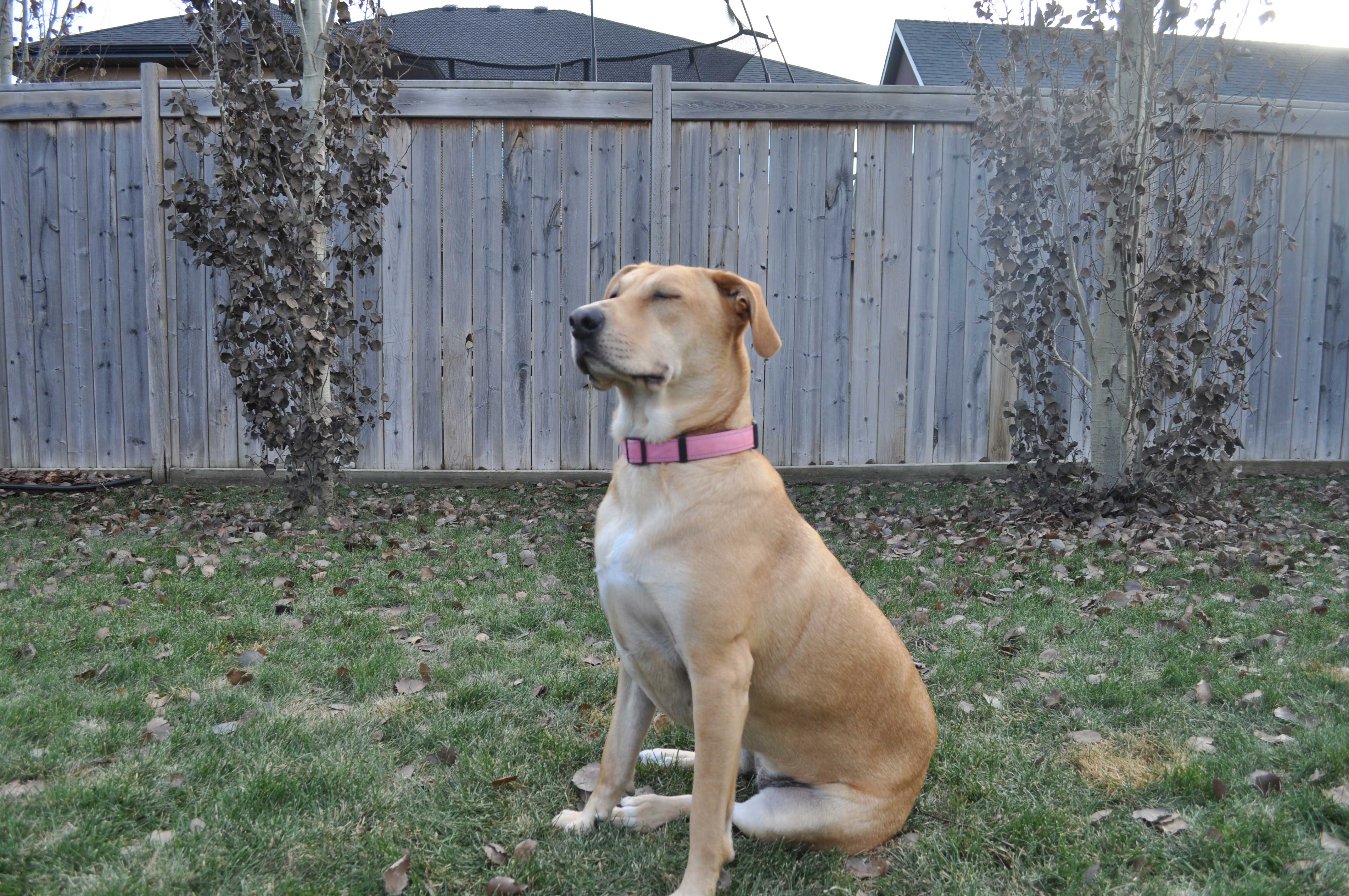 Sharp background and dog