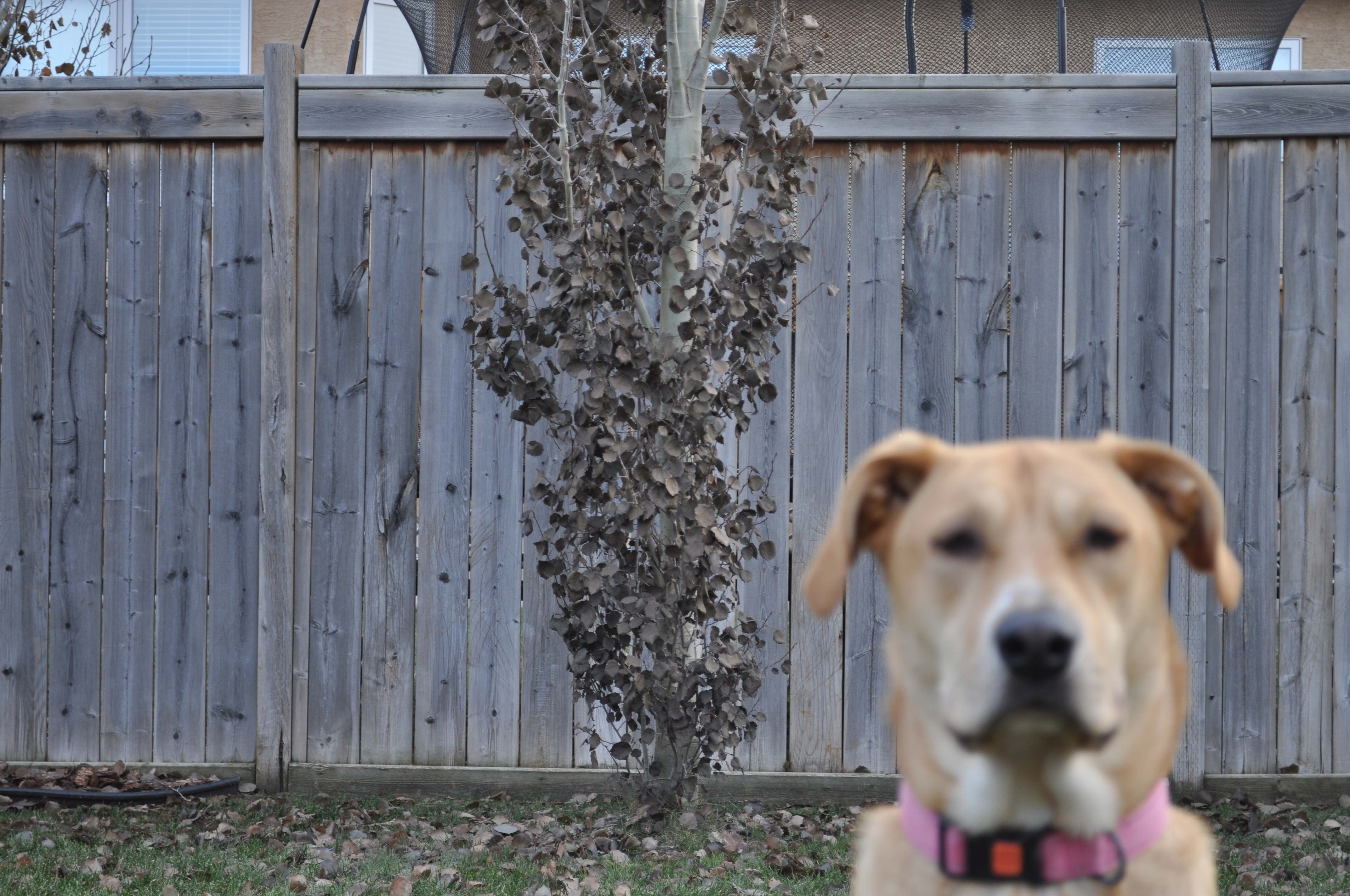 Blurry dog and a sharp tree in the background